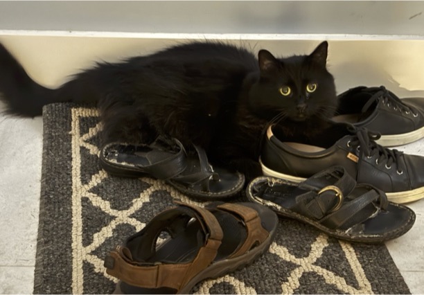 A black cat surrounded by shoes.